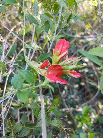 Catálogo de Espécies da Flora Nativa do Bioma Pampa