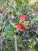 Catálogo de Espécies da Flora Nativa do Bioma Pampa